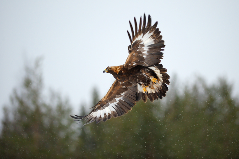 Die Flugbilder der Greifvögel Wissen für die Jägerprüfung