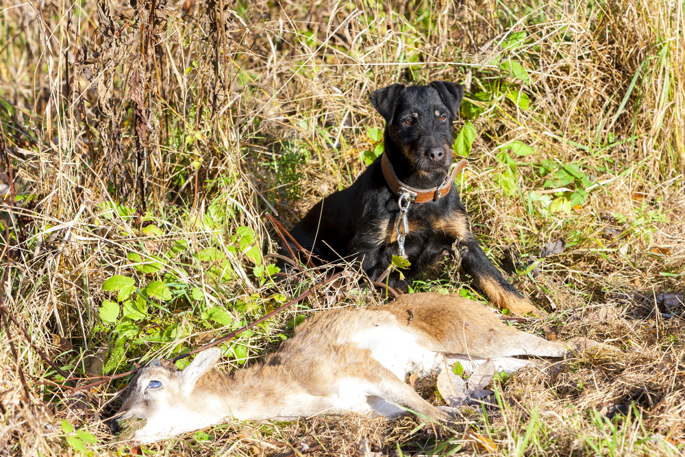 Einsatzgebiete von Jagdhunden Waidwissen