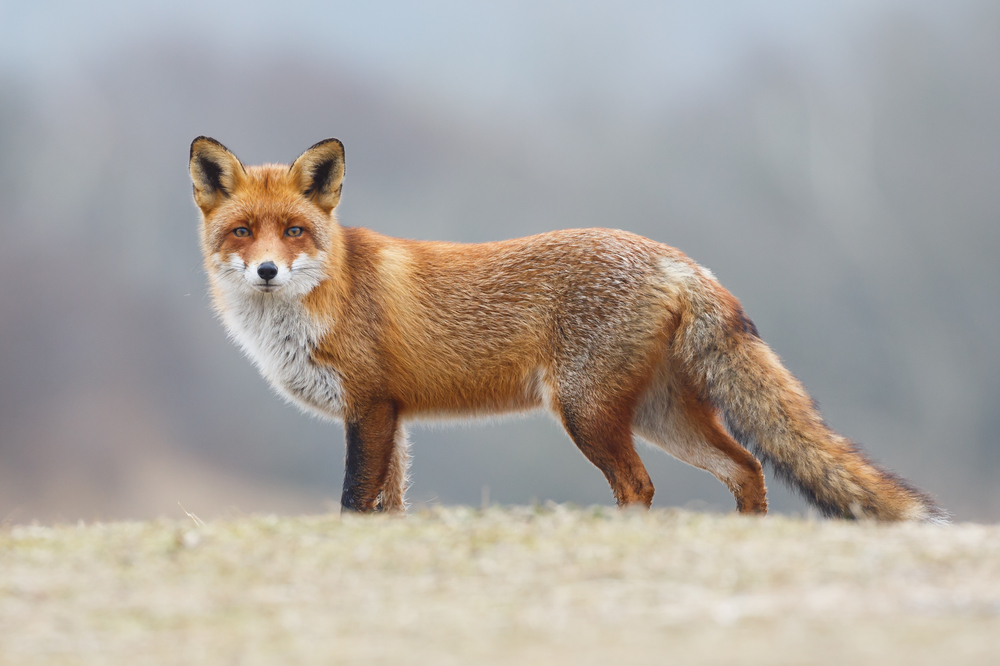 Fuchs - Wissen für die Jägerprüfung