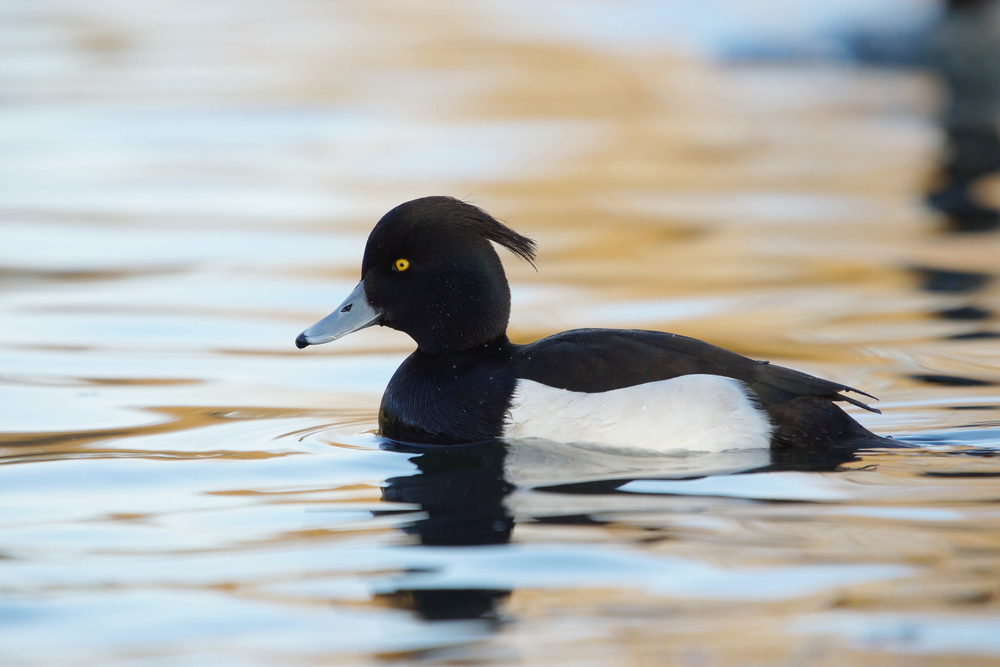 Weitere Enten Wissen für die Jägerprüfung