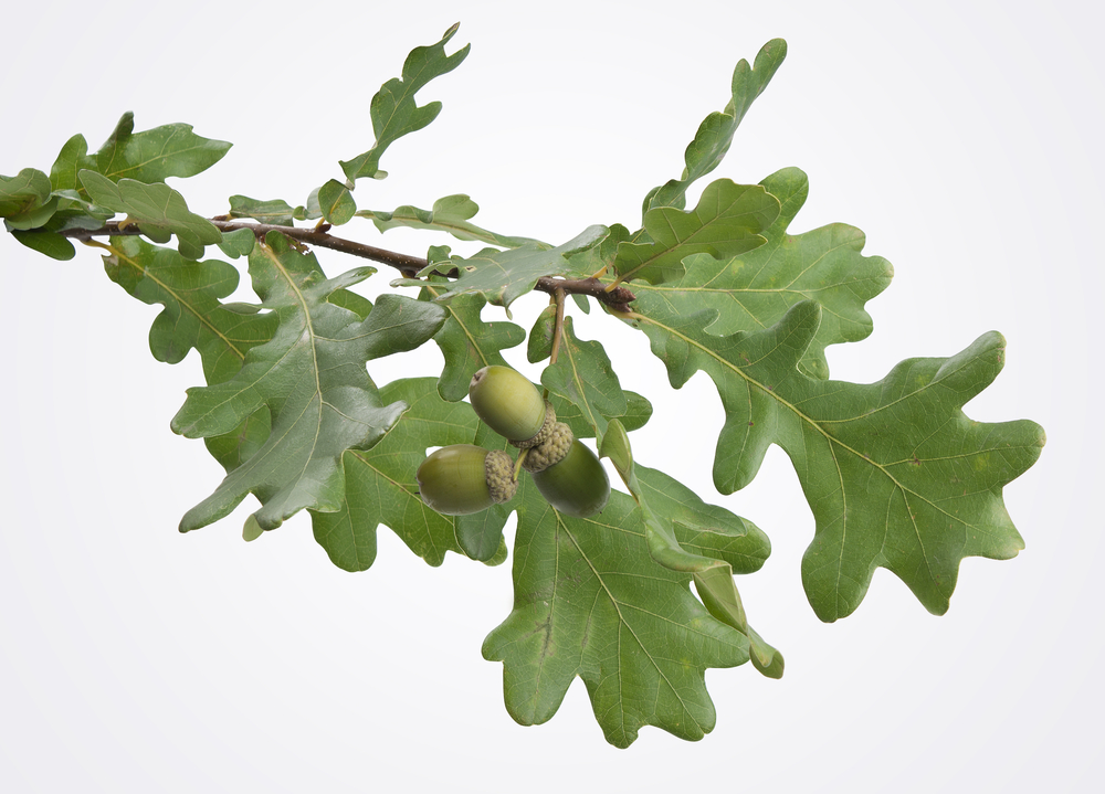 бадняк дерево сербия. дубовая ветка на белом фоне. дуб черешчатый желуди. бадняк у славян. картинки летней природы утром.