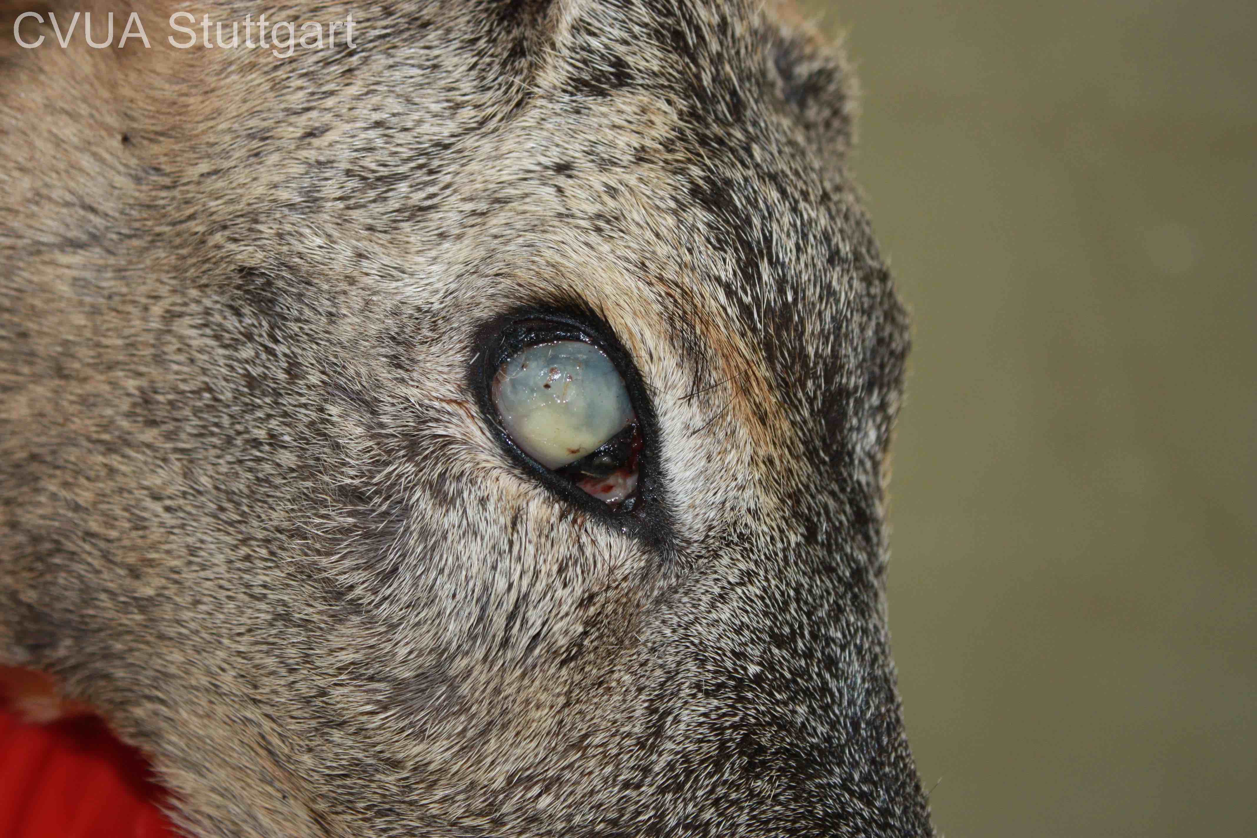 Bedenkliche Merkmale - Wissen für die Jägerprüfung