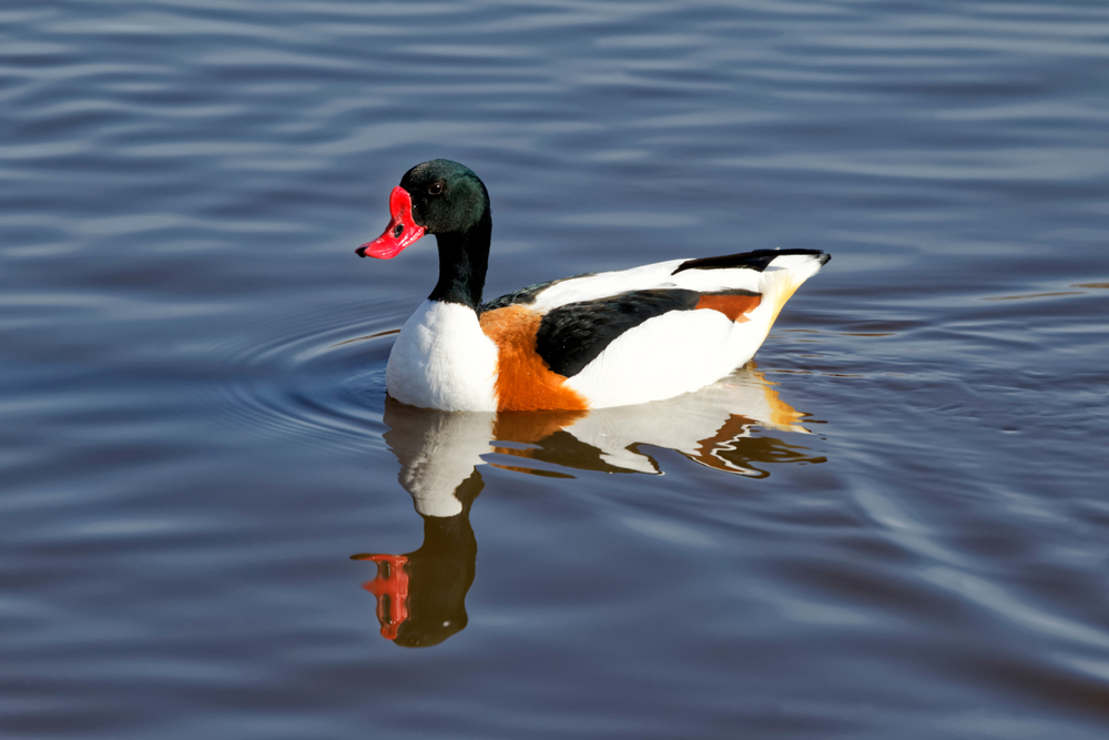 Weitere Enten Wissen für die Jägerprüfung