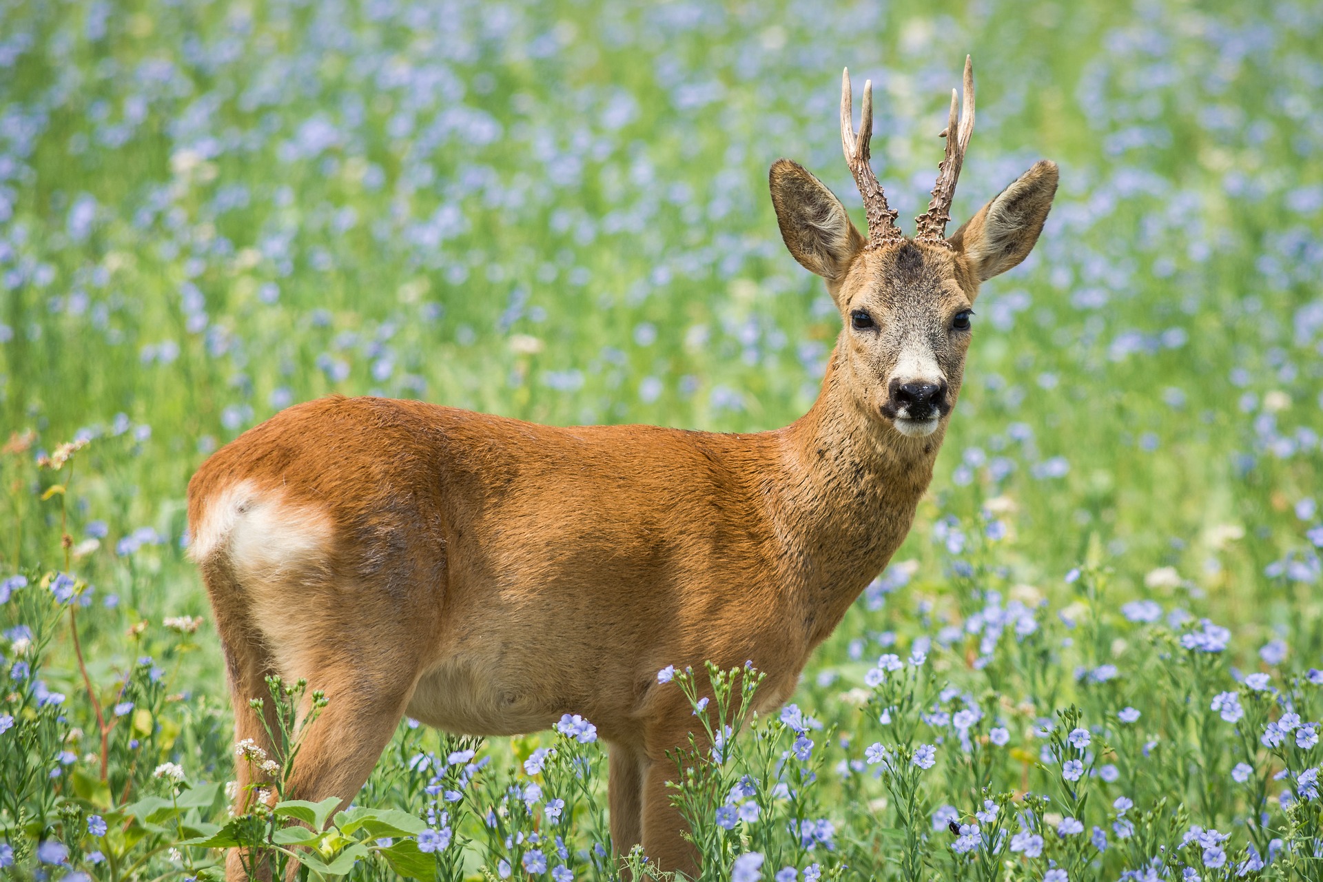 Rehwild Wissen für die Jägerprüfung