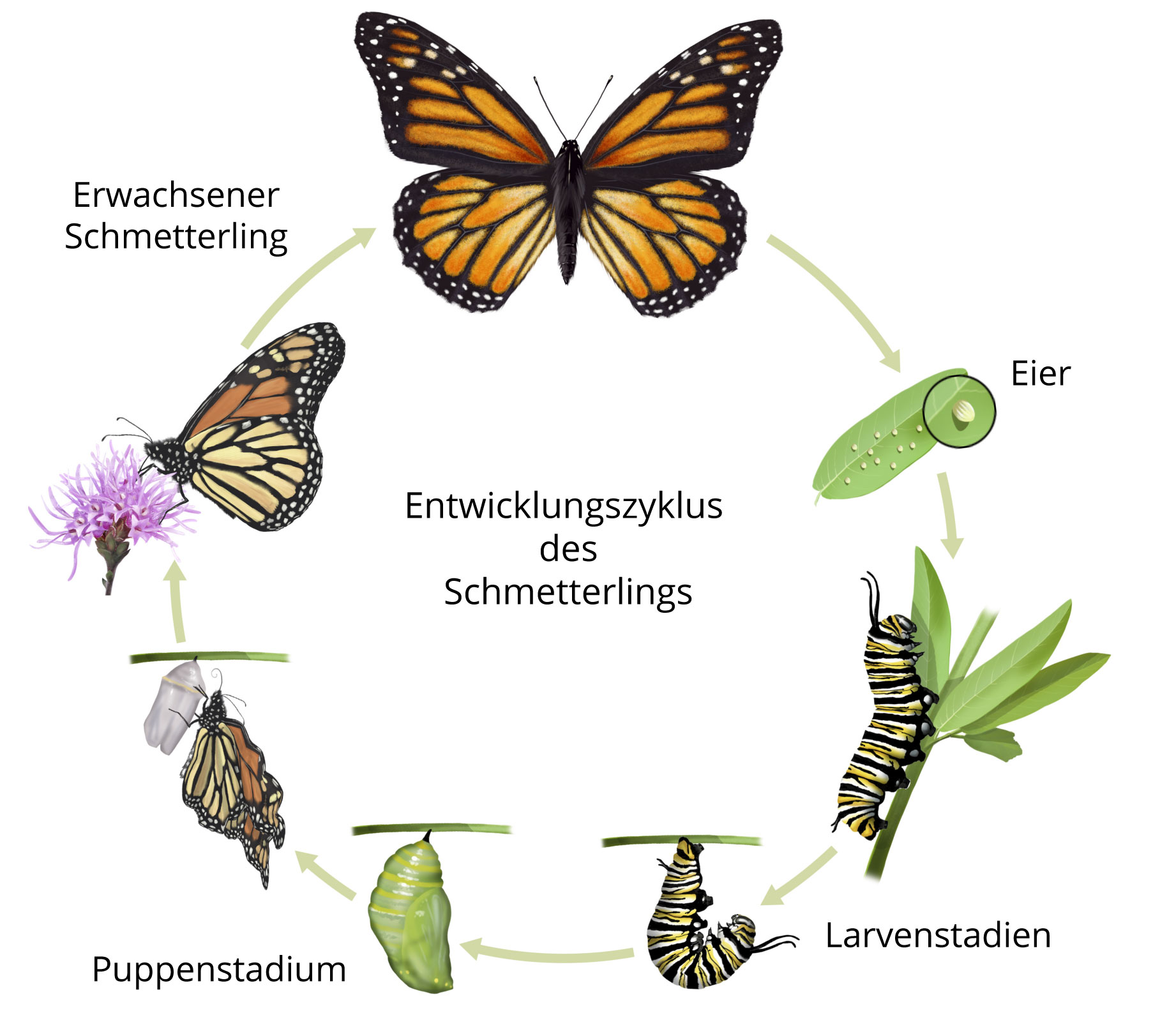 Insekten Wissen F r Die J gerpr fung