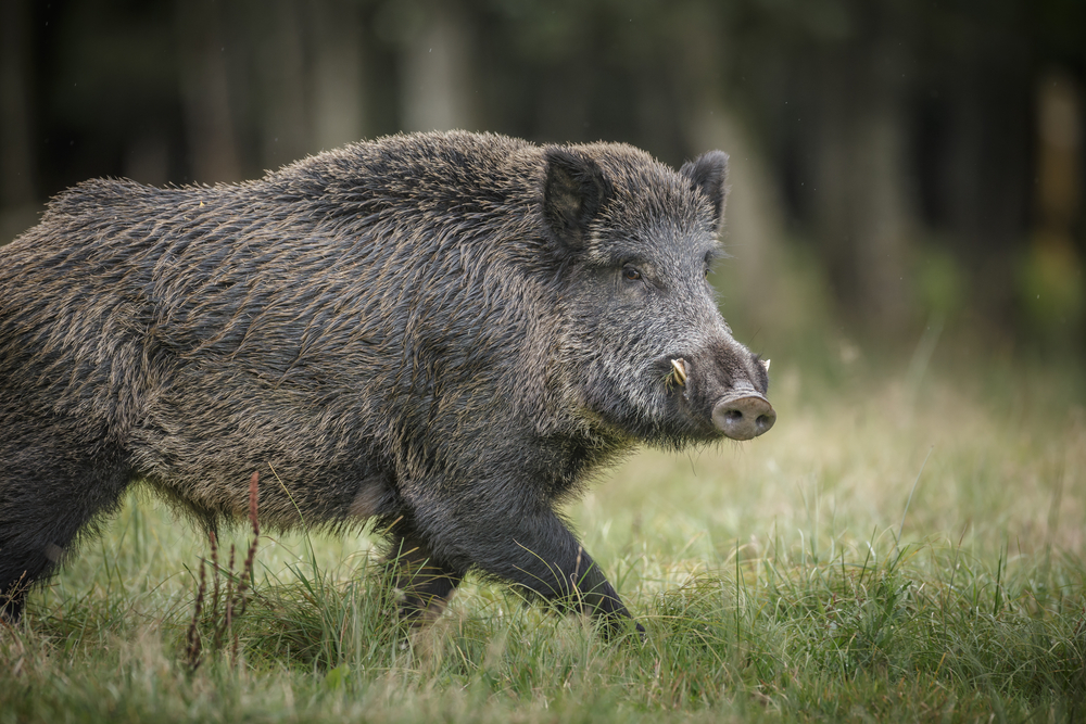 Schwarzwild - Wissen für die Jägerprüfung