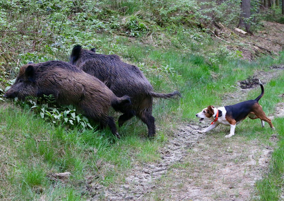 Nachsuche - Wissen für die Jägerprüfung